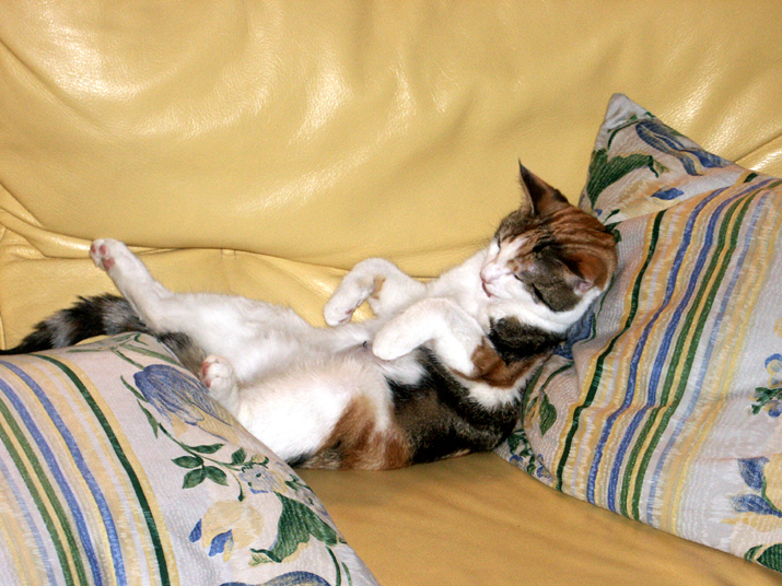 noel-jc 003.jpg - DCF 1.0